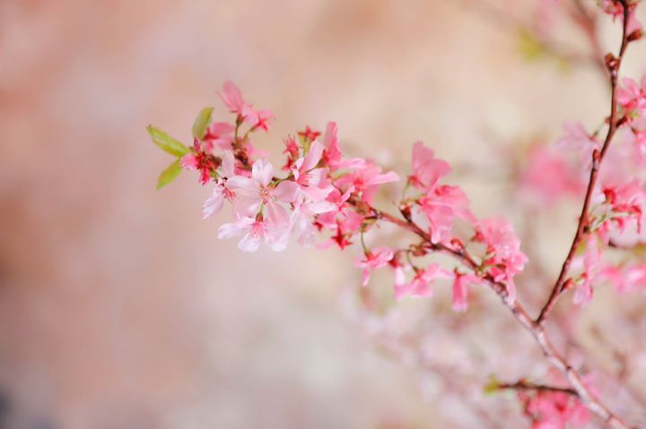 春を届ける「FLOWERS by NAKED桜便り」 FLOWERS BY NAKED