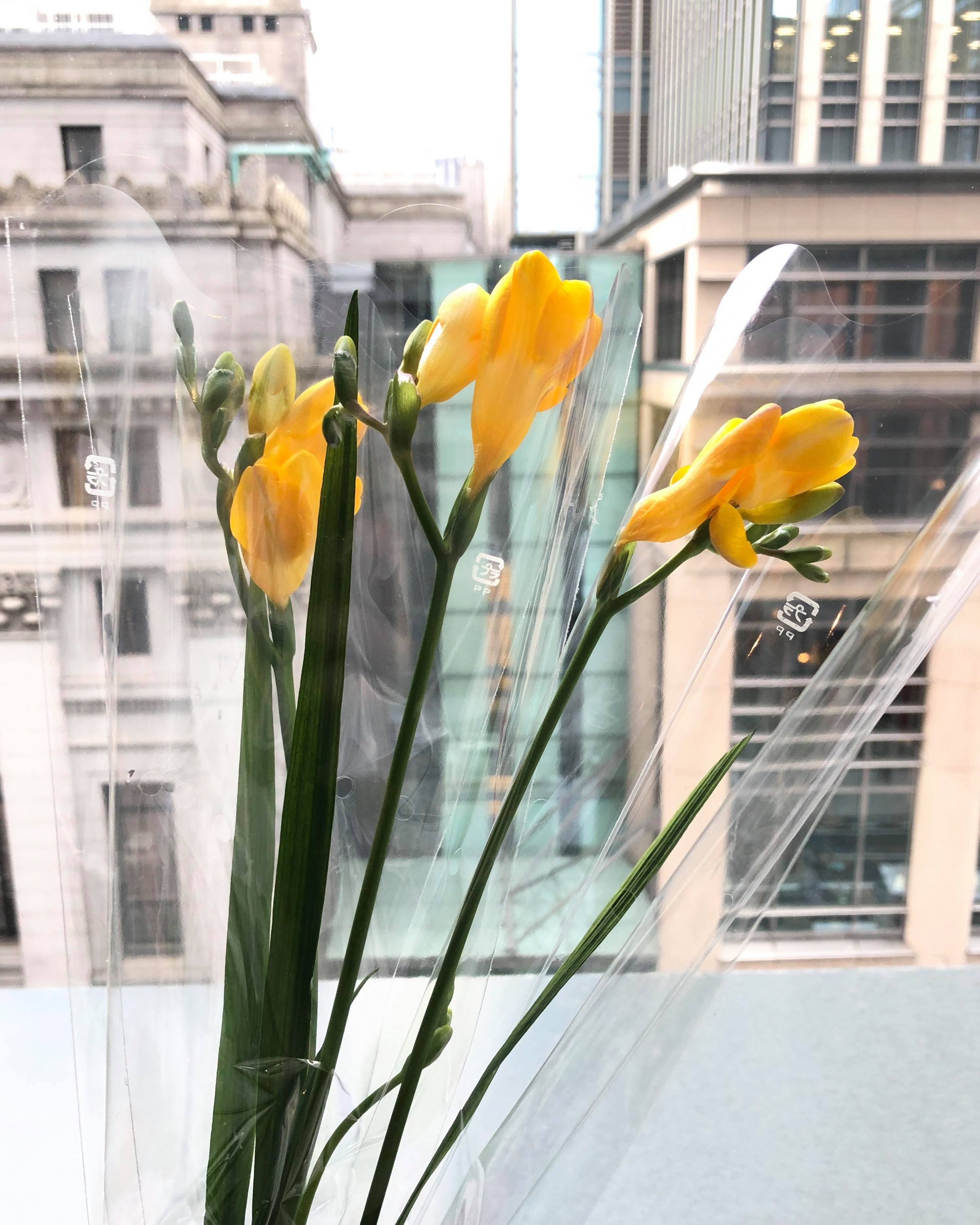 【FLOWERS BY NAKED 2019 ー東京・日本橋ー】今日のお花：茨城県のフリージア先着プレゼント FLOWERS BY NAKED