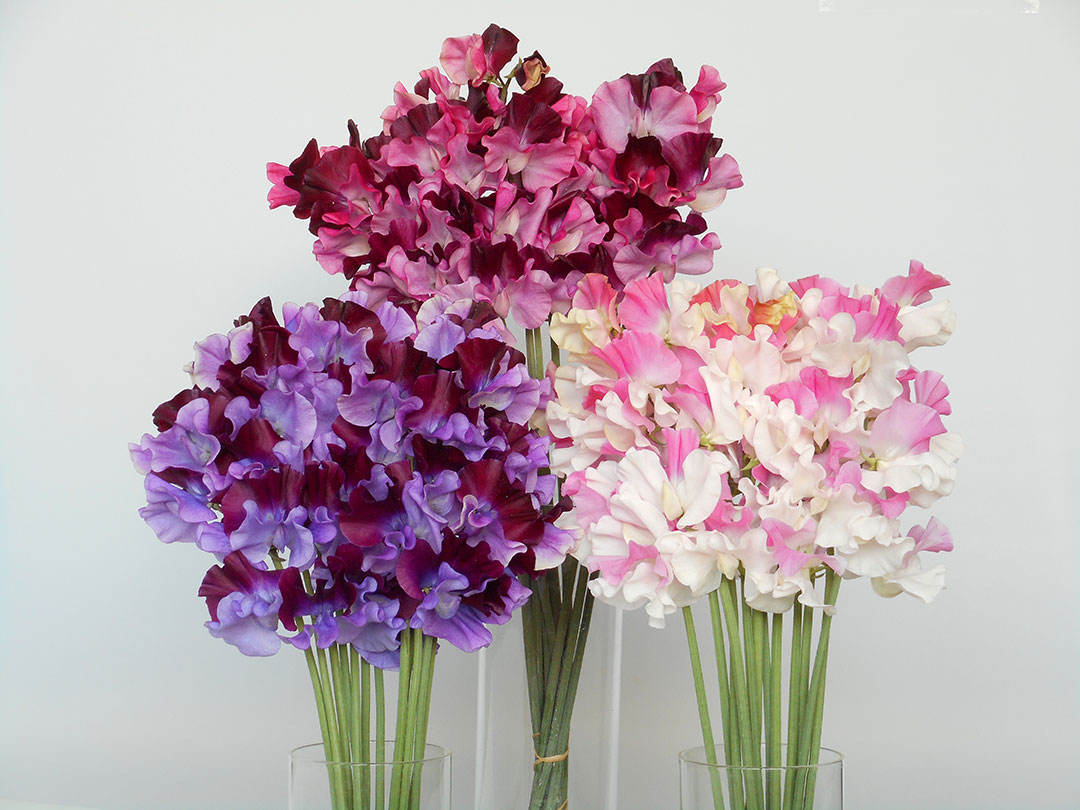 【FLOWERS BY NAKED 2019 ー東京・日本橋ー】今日のお花：宮崎県のスイートピー先着プレゼント FLOWERS BY NAKED