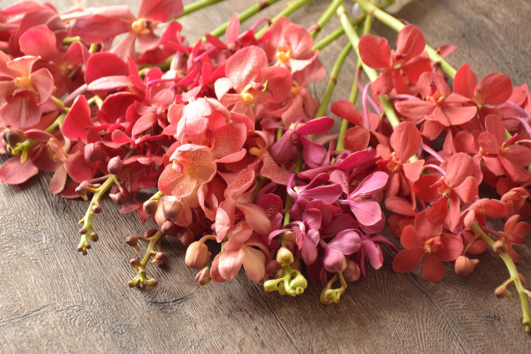 【FLOWERS BY NAKED 2019 ー東京・日本橋ー】今日のお花：須藤商会のラン（モカラ）毎日先着プレゼント FLOWERS BY NAKED